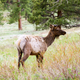 Angela Wang / Bull elk